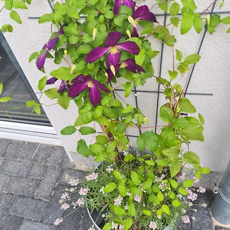 Ulmen Krone * Leipzig