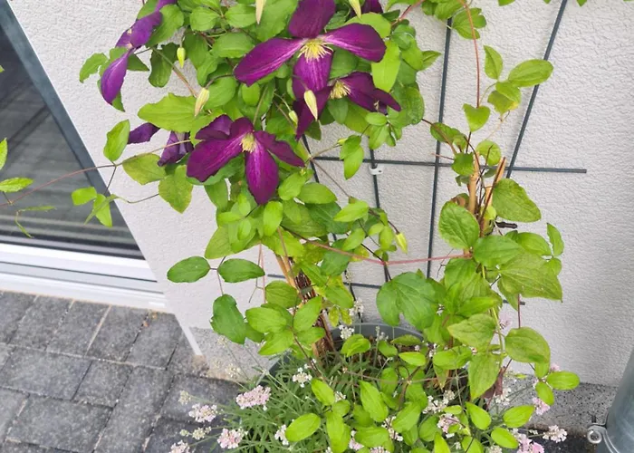 Ulmen Krone * Λειψία